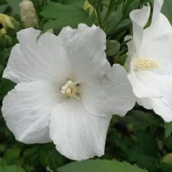 Hibiscus Syriacus 'Melwhite'