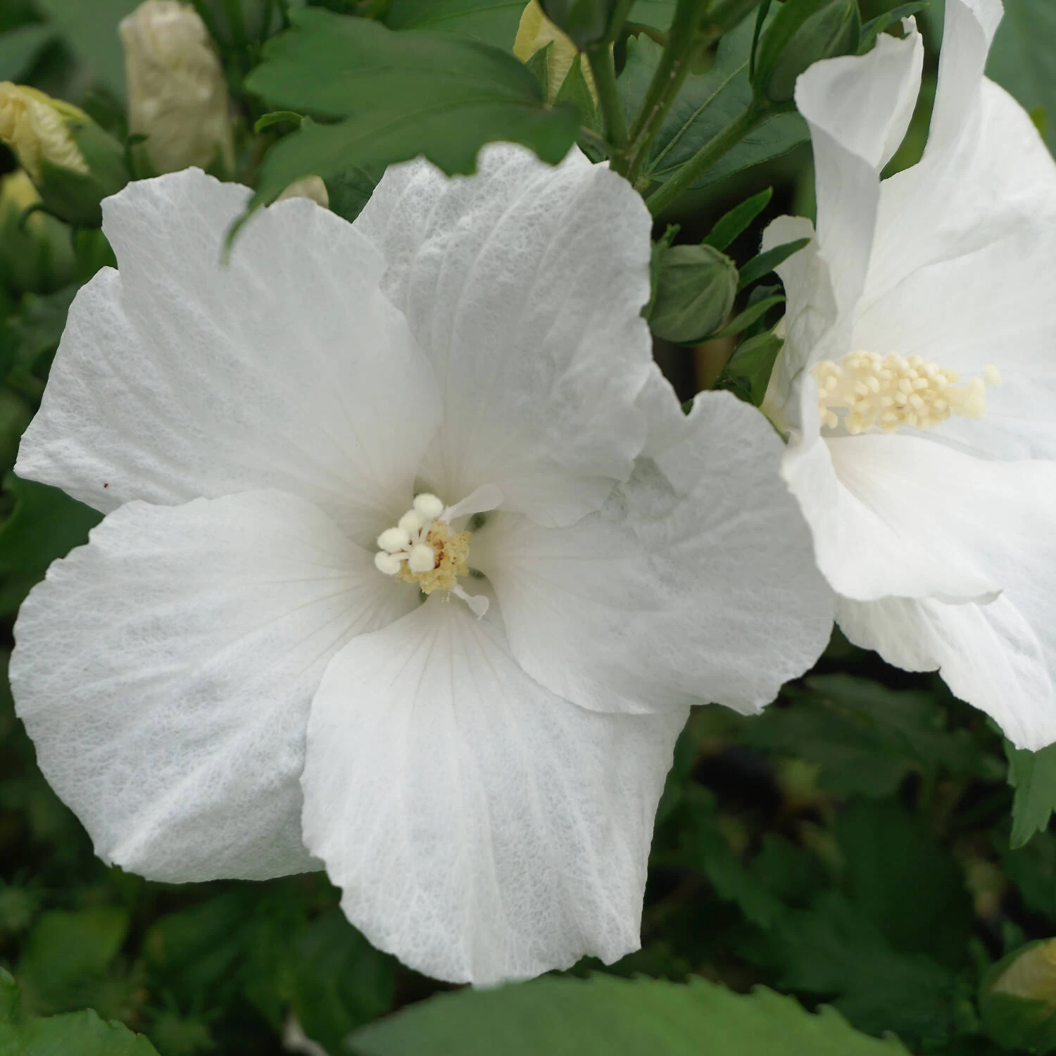 Hibiscus Syriacus 'Melwhite' 3 Hibiscus Syriacus 'Melwhite'