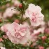Hibiscus Syriacus 'Pink Chiffon' -Pflanzensamenladen hibiscus syriacus pink chiffon