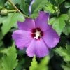 Hibiscus Syriacus 'Purple Pillar' -Pflanzensamenladen hibiscus syriacus purple pillar 1