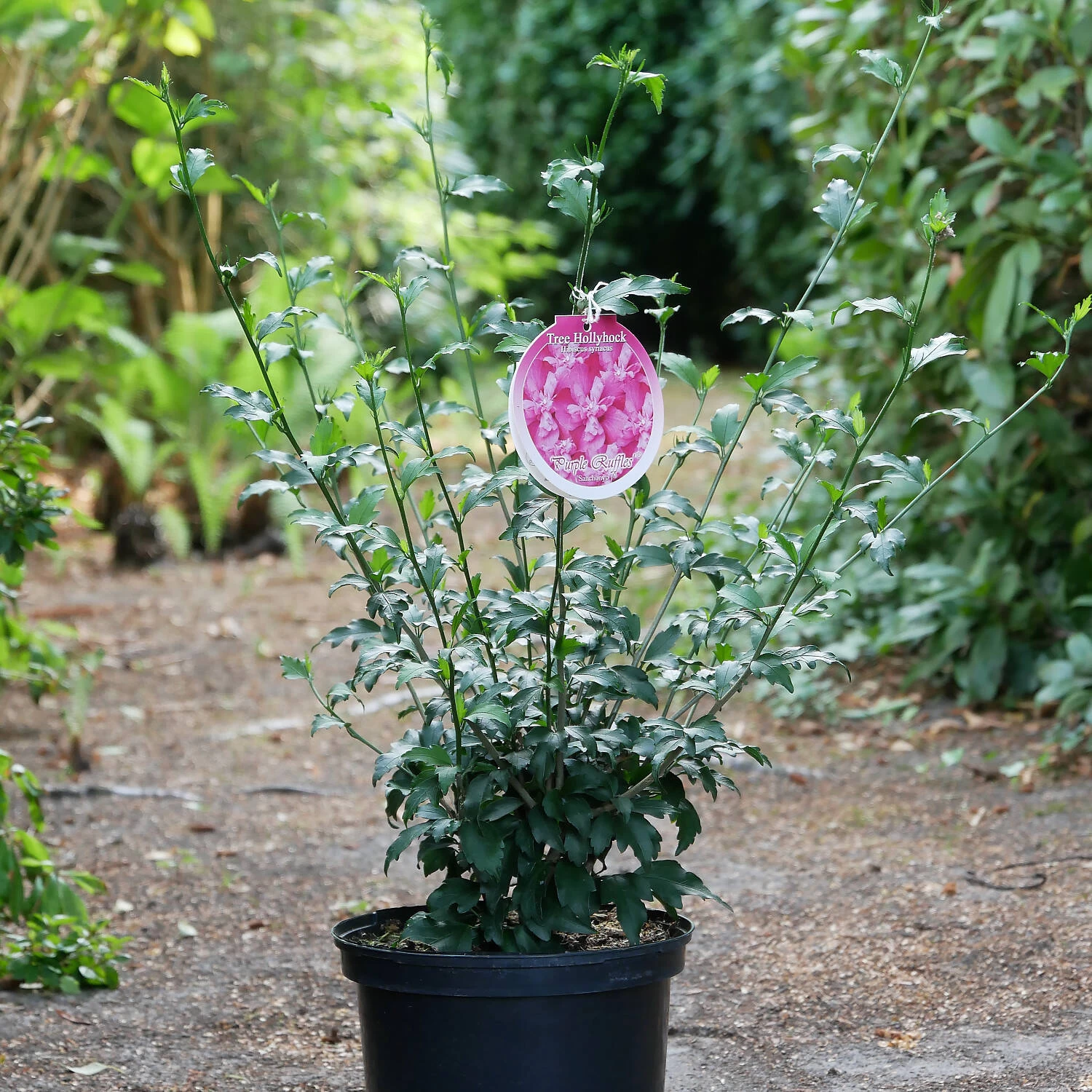 Hibiscus Syriacus 'Purple Ruffles' 3 Hibiscus Syriacus 'Purple Ruffles'