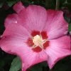 Hibiscus Syriacus 'Woodbridge' -Pflanzensamenladen hibiscus syriacus woodbridge