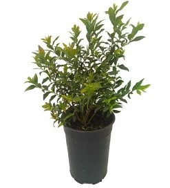 Heidelbeere `Hortblue Petite´ Kompakt Wachsend Vaccinum Corymbosum `Hortblue Petite´ 5 Heidelbeere `Hortblue Petite´ Kompakt Wachsend Vaccinum Corymbosum `Hortblue Petite´ -Pflanzensamenladen hortblue petite1