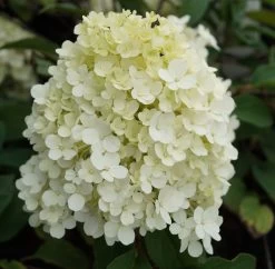 Rispenhortensie `Bobo®´ Hydrangea Paniculata `Bobo´ -Pflanzensamenladen hortensie bobo1