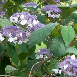 Hydrangea Aspera 'Macrophylla'