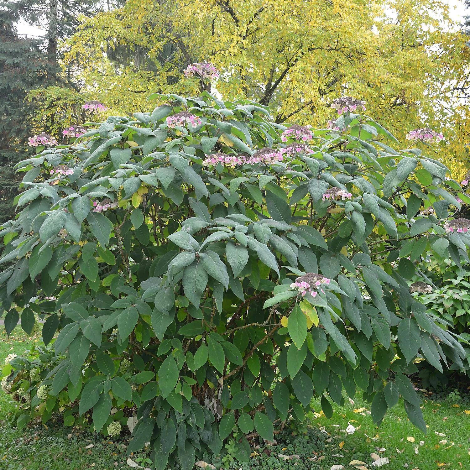 Hydrangea Aspera 'Macrophylla' 4 Hydrangea Aspera 'Macrophylla' – Bild 2