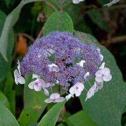 Hydrangea Aspera 'Macrophylla' 7 Hydrangea Aspera 'Macrophylla' -Pflanzensamenladen hydrangea aspera macrophylla3