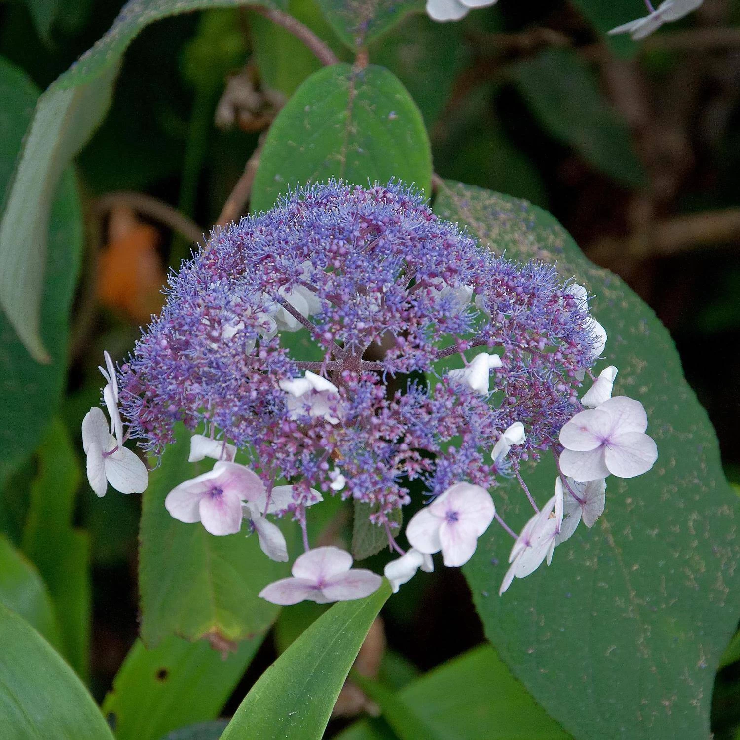 Hydrangea Aspera 'Macrophylla' 5 Hydrangea Aspera 'Macrophylla' – Bild 3