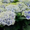 Hydrangea Macrophylla 'Bavaria' -Pflanzensamenladen hydrangea macrophylla bavaria
