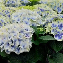 Hydrangea Macrophylla 'Bavaria'