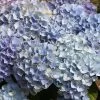 Hydrangea Macrophylla 'Bela' -Pflanzensamenladen hydrangea macrophylla bela