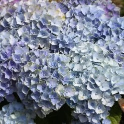 Hydrangea Macrophylla 'Bela'