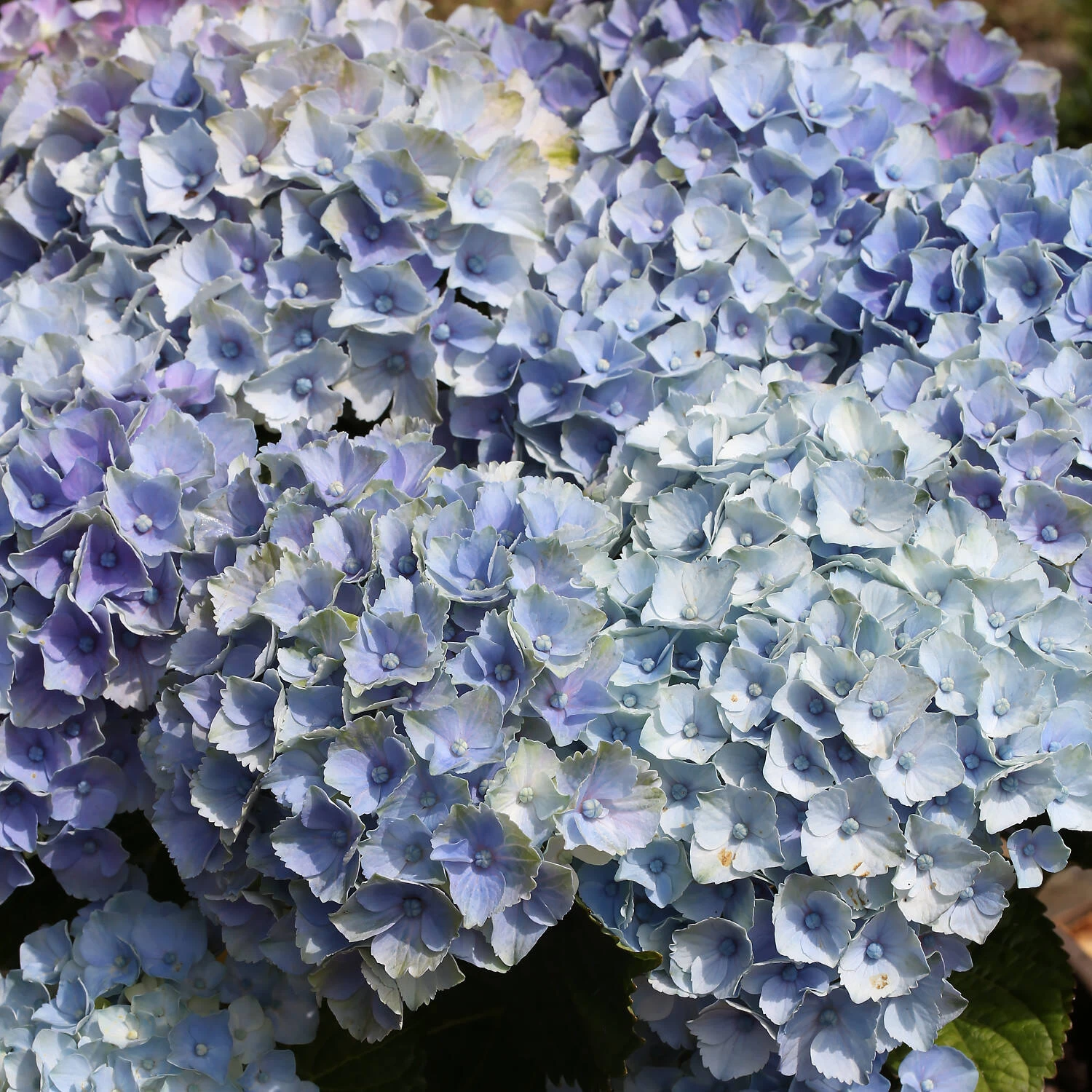 Hydrangea Macrophylla 'Bela' 3 Hydrangea Macrophylla 'Bela'