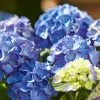 Hydrangea Macrophylla 'Diva Fiore' ® (Blau) -Pflanzensamenladen hydrangea macrophylla diva fiore blau