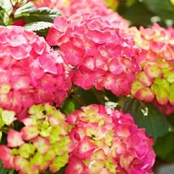 Hydrangea Macrophylla 'Diva Fiore' ® (Rosa)