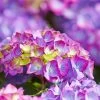 Hydrangea Macrophylla 'Diva Fiore' ® (Violett) 2 Hydrangea Macrophylla 'Diva Fiore' ® (Violett) -Pflanzensamenladen hydrangea macrophylla diva fiore violett