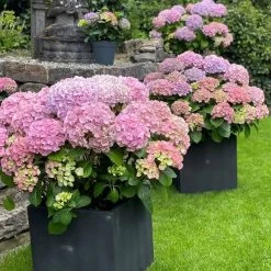 Hydrangea Macrophylla 'Dolly Buster' ® -Pflanzensamenladen hydrangea macrophylla dolly buster3