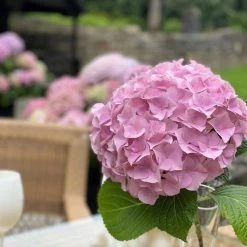 Hydrangea Macrophylla 'Dolly Buster' ® -Pflanzensamenladen hydrangea macrophylla dolly buster4