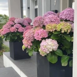 Hydrangea Macrophylla 'Dolly Buster' ® -Pflanzensamenladen hydrangea macrophylla dolly buster5