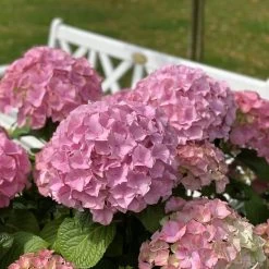 Hydrangea Macrophylla 'Dolly Buster' ® -Pflanzensamenladen hydrangea macrophylla dolly buster6