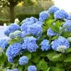 Hydrangea Macrophylla 'Endless Summer'® Blau -Pflanzensamenladen hydrangea macrophylla endless summer blau