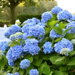 Hydrangea Macrophylla 'Endless Summer'® Blau