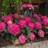Hydrangea Macrophylla 'Endless Summer® 'Summer Love' -Pflanzensamenladen hydrangea macrophylla endless summer love