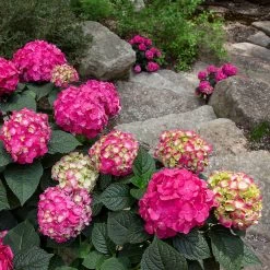 Hydrangea Macrophylla 'Endless Summer® 'Summer Love' -Pflanzensamenladen hydrangea macrophylla endless summer love2