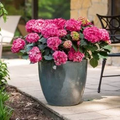 Hydrangea Macrophylla 'Endless Summer® 'Summer Love' -Pflanzensamenladen hydrangea macrophylla endless summer love3