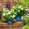 Hydrangea Macrophylla Endless Summer ® 'The Bride' -Pflanzensamenladen hydrangea macrophylla endless summer the bride