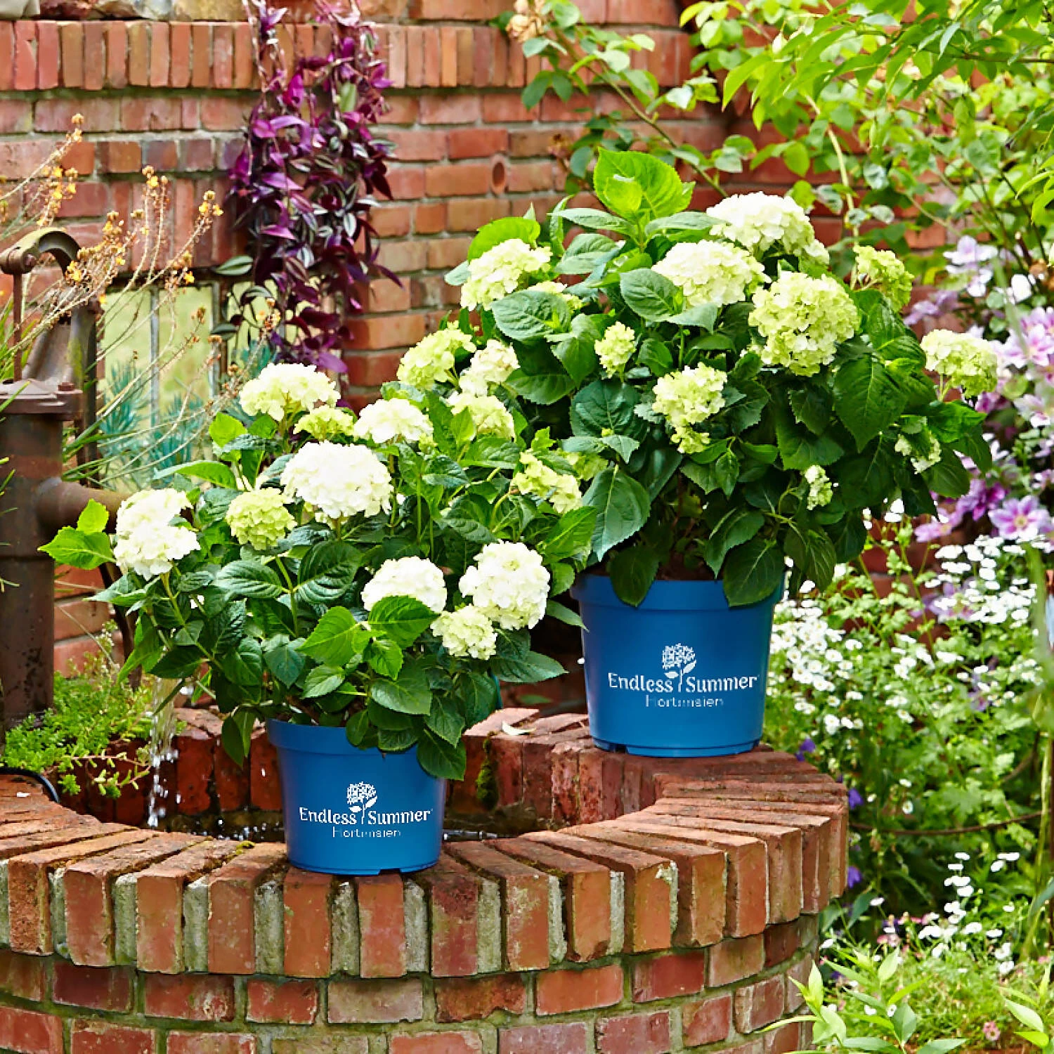 Hydrangea Macrophylla Endless Summer ® 'The Bride' 3 Hydrangea Macrophylla Endless Summer ® 'The Bride'