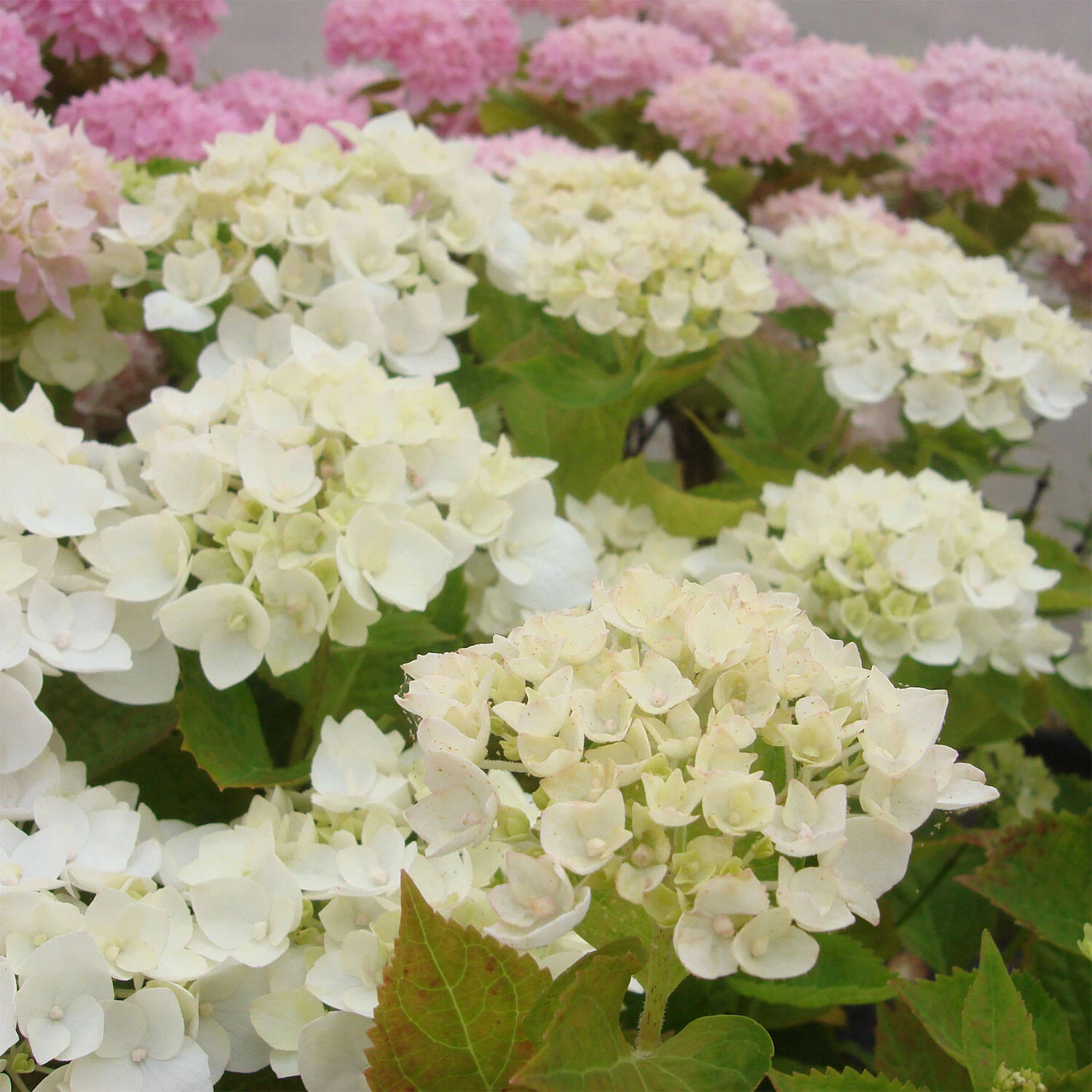 Hydrangea Macrophylla Endless Summer ® 'The Bride' 4 Hydrangea Macrophylla Endless Summer ® 'The Bride' – Bild 2