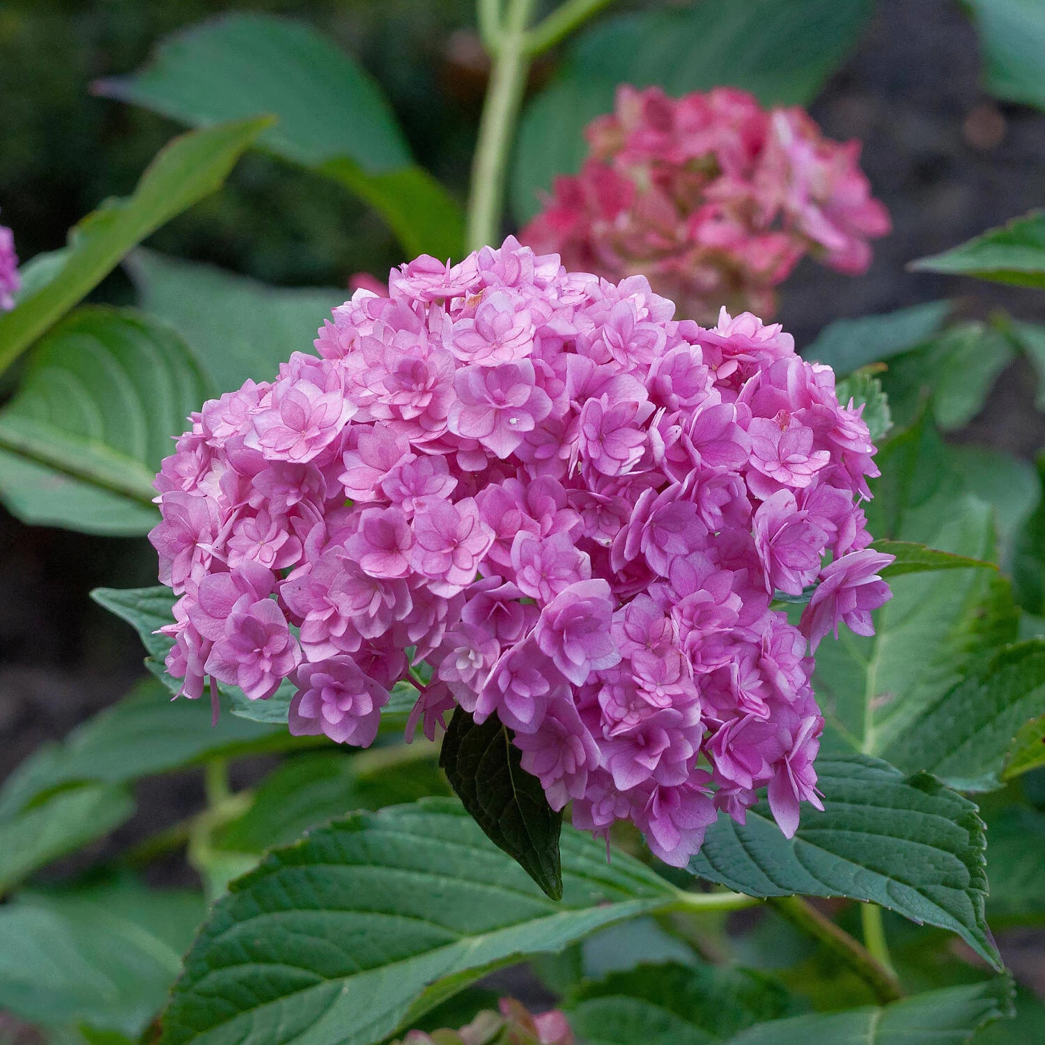 Hydrangea Macrophylla 'Forever & Ever' 3 Hydrangea Macrophylla 'Forever & Ever'