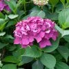 Hydrangea Macrophylla 'Leuchtfeuer' -Pflanzensamenladen hydrangea macrophylla leuchtfeuer