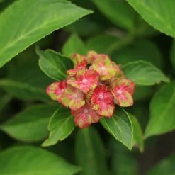 Hydrangea Macrophylla 'Saxon® Schloss Wackerbarth, Horwack(s)'