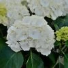 Hydrangea Macrophylla 'Schneeball' 2 Hydrangea Macrophylla 'Schneeball' -Pflanzensamenladen hydrangea macrophylla schneeball