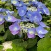 Hydrangea Macrophylla 'Zorro' -Pflanzensamenladen hydrangea macrophylla zorro 1