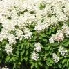 Hydrangea Paniculata 'Baby Lace' -Pflanzensamenladen hydrangea paniculata baby lace 1