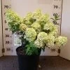 Hydrangea Paniculata 'Bobo'® -Pflanzensamenladen hydrangea paniculata bobo