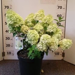 Hydrangea Paniculata 'Bobo'®