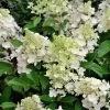 Hydrangea Paniculata 'Candlelight'® -Pflanzensamenladen hydrangea paniculata candlelight