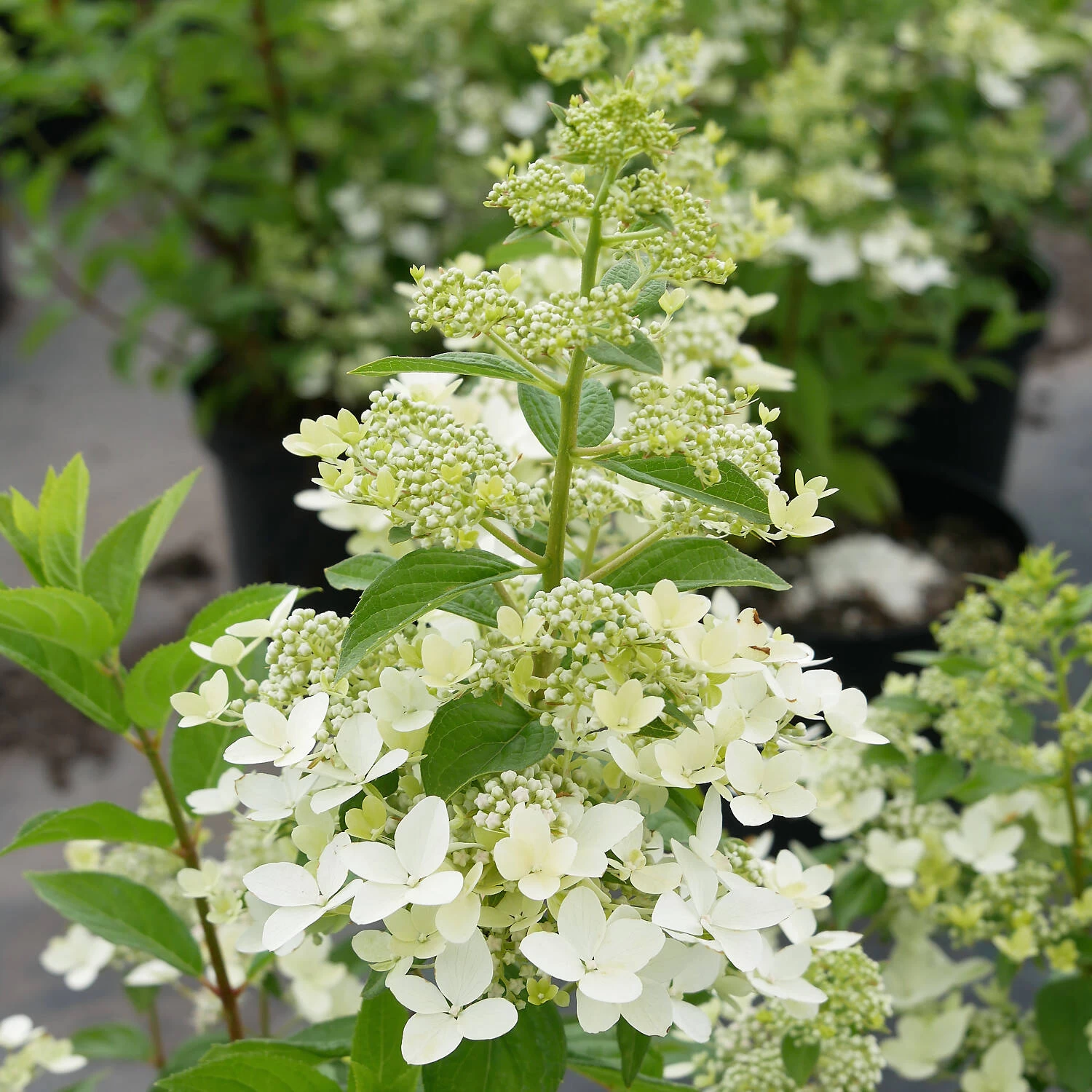 Hydrangea Paniculata 'Confetti' 3 Hydrangea Paniculata 'Confetti'