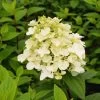 Hydrangea Paniculata 'Fire Light' -Pflanzensamenladen hydrangea paniculata fire light