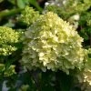 Hydrangea Paniculata 'Little Lime' ® -Pflanzensamenladen hydrangea paniculata little lime 1