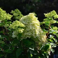 Pflanzensamenladen -Pflanzensamenladen hydrangea paniculata little lime 12