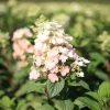 Hydrangea Paniculata 'Little Quick Fire'® 1 Hydrangea Paniculata 'Little Quick Fire'® -Pflanzensamenladen hydrangea paniculata little quick fire 1