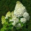 Hydrangea Paniculata 'Magical Moonlight' ® 1 Hydrangea Paniculata 'Magical Moonlight' ® -Pflanzensamenladen hydrangea paniculata magical moonlight 1