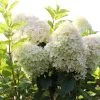 Hydrangea Paniculata 'Phantom' -Pflanzensamenladen hydrangea paniculata phantom