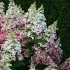 Hydrangea Paniculata 'Pinky Winky' ® 2 Hydrangea Paniculata 'Pinky Winky' ® -Pflanzensamenladen hydrangea paniculata pinky winky 1