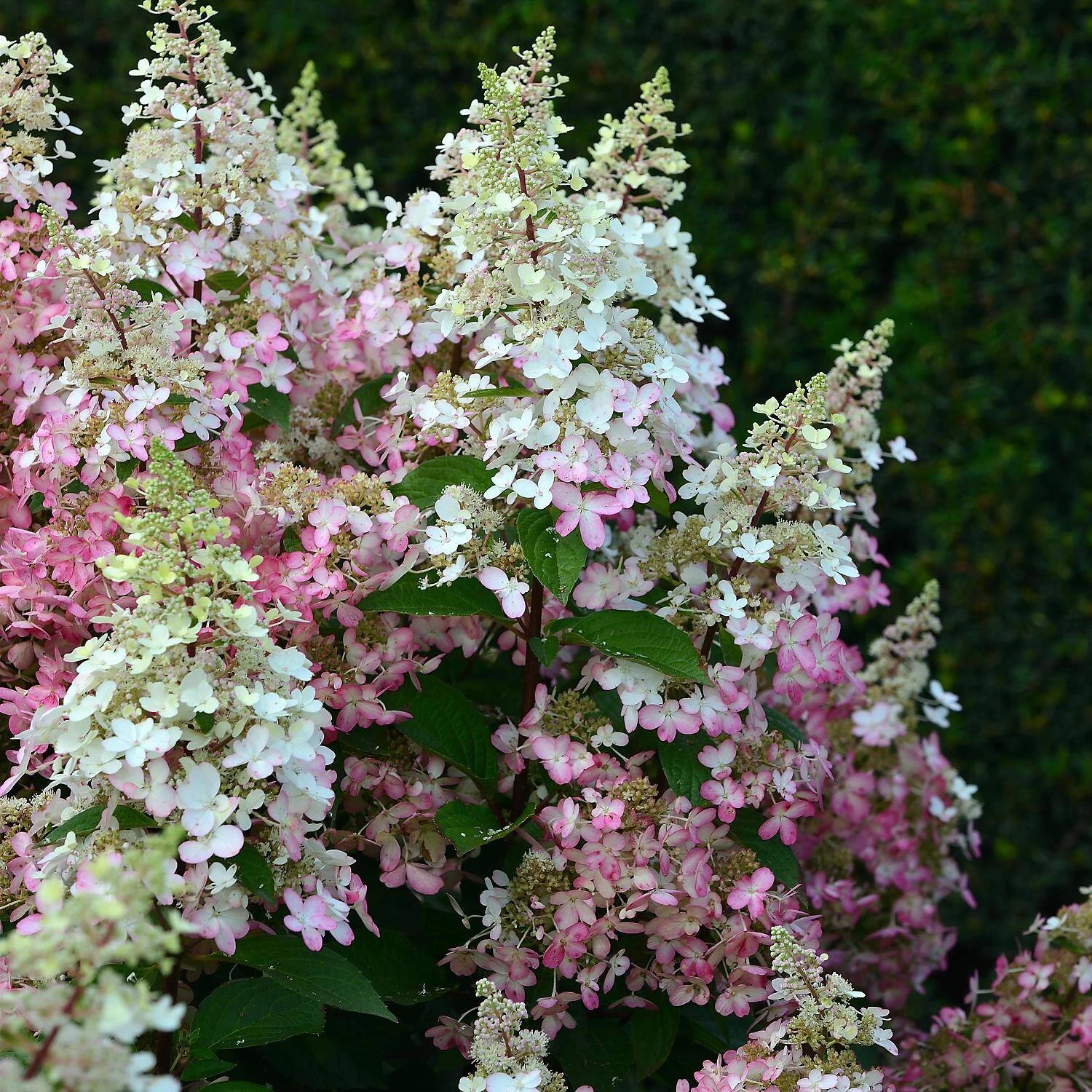 Hydrangea Paniculata 'Pinky Winky' ® 3 Hydrangea Paniculata 'Pinky Winky' ®